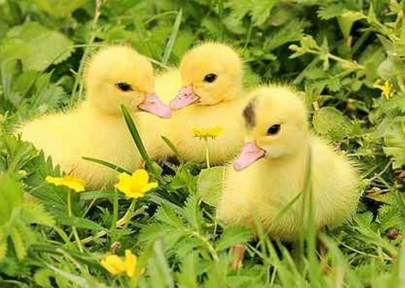 �yc��a, �e�a���a, �����a�a, ����a ��e��� ���a��e� �����
