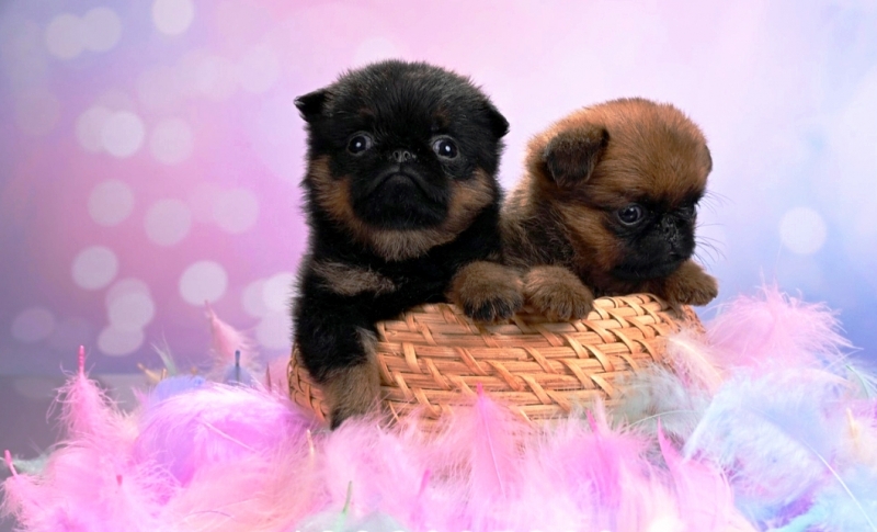���-���������� �����